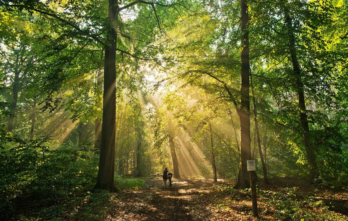 Auf dem Bild ist ein sonnendurchfluteter Waldweg zu sehen.